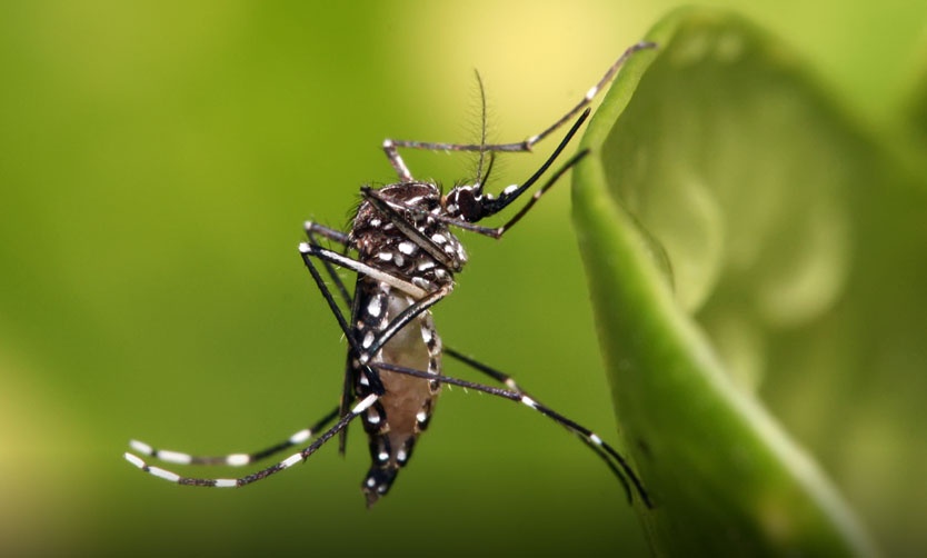 Dengue: hay 34 casos importados en la Provincia y recomiendan prevención