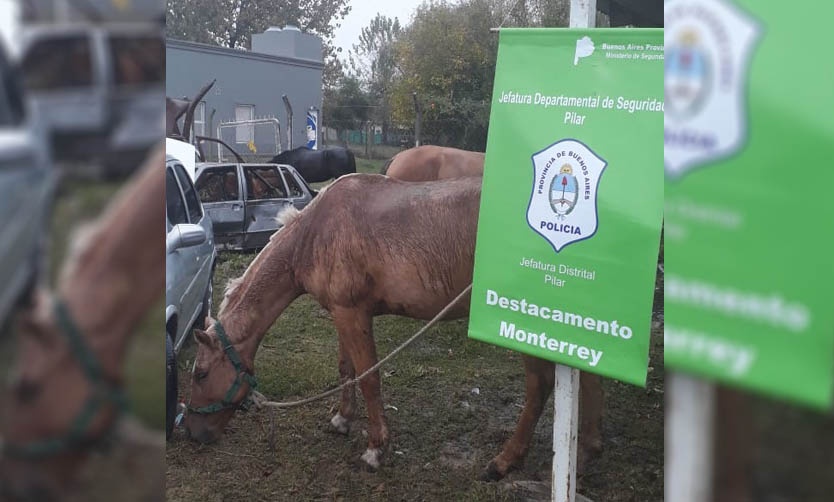 Rescatan 5 caballos que eran maltratados: Hay un detenido