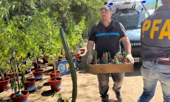 La  Policía Federal secuestró 300 cactus alucinógenos en viveros