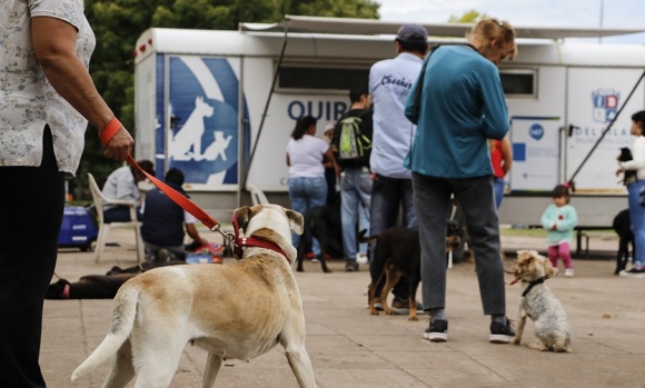 Piden a candidatos propuestas sobre la problemática de la superpoblación de perros y gatos