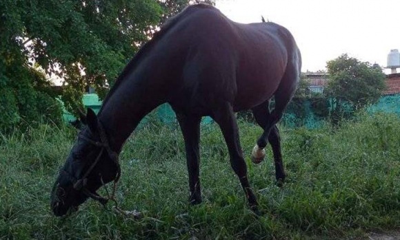 Piden ayuda para recuperar un caballo que fue robado