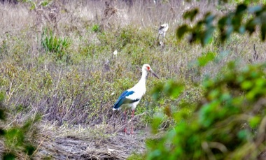 Nueva jornada de observación de aves en la Reserva Natural de Pilar