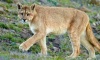 Sigue la búsqueda del puma que fue visto en las inmediaciones de un country de Pilar
