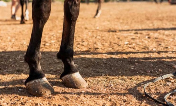 Preocupación por casos de Herpesvirus equino detectados en Pilar