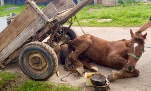 Detienen a un hombre que circulaba con un caballo desnutrido y maltratado