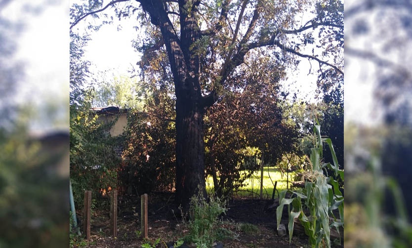 Alerta por incendio intencional en una sociedad de fomento