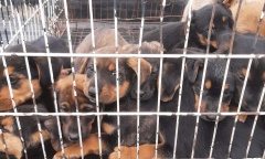 Rescatan 15 cachorros que fueron abandonados en un descampado