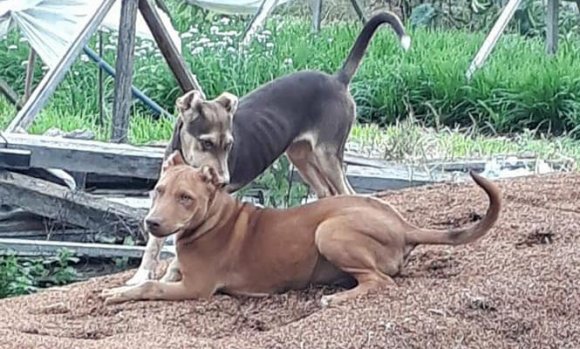 Infraccionaron por maltrato a dueños de una quinta que encerraban perros en jaulas