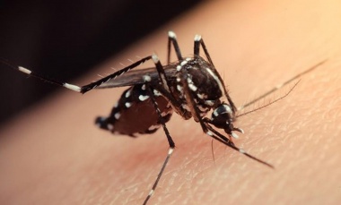 Salud: Pilar en brote por dengue junto a otras 16 comunas