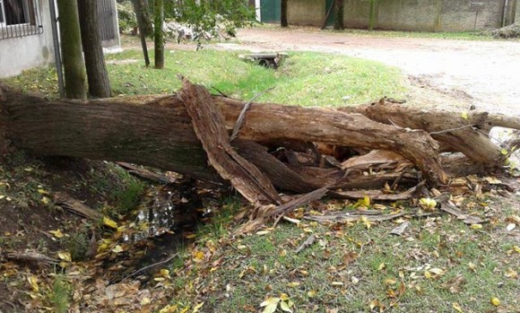 Ramas, pastizales y zanjas tapadas en Los Cachorros