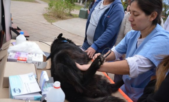 Denuncian que Zoonosis redujo turnos para castraciones de mascotas a los proteccionistas