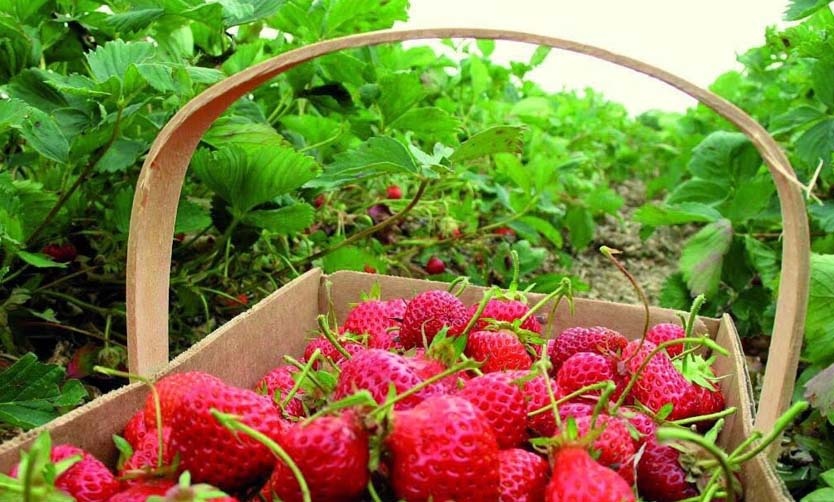 El grupo musical “Los Charros” actuará en la Fiesta de la Frutilla