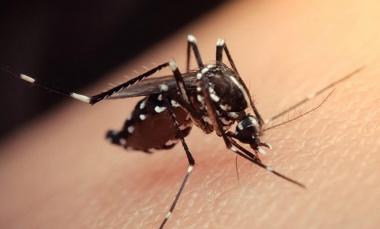 Dengue: llegan a 40 los casos en la provincia, aunque por ahora son importados