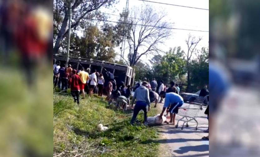 VIDEO: Volcó camión que transportaba cerdos y los carnean en la calle