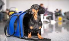 Autorizan a trasladar animales domésticos en trenes y micros de larga distancia