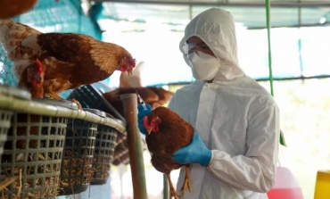 Confirman un nuevo caso de gripe aviar en Pilar